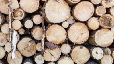 Новые правила прослеживаемости древесины в России вступят в силу с 1 июля