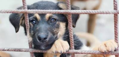 На Алтае могут появиться службы по отлову бездомных собак
