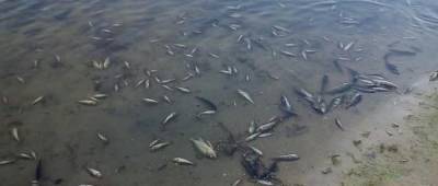 На Луганщине в реке Айдар запретили купаться и ловить рыбу: причина