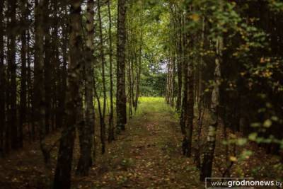 Опасность тихой охоты: в лесах Гродненской области за месяц заблудились три человека