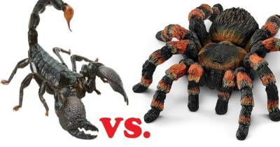 Кто победит в схватке - скорпион или тарантул? Ученые дали ответ.