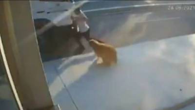 Агрессивный пес загнал прохожего под несущийся грузовик. Видео