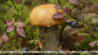 Минлесхоз напомнил о правилах сбора ягод и грибов в Беларуси