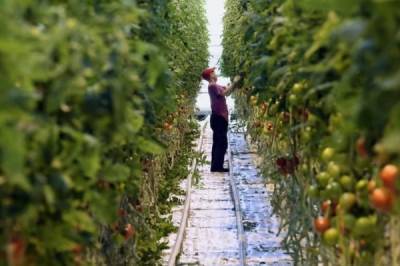 Свердловские фермеры настаивают на введении режима ЧС из-за аномально жаркой погоды
