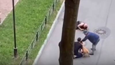 В МВД отреагировали на нападение бойцовских собак на петербуржца