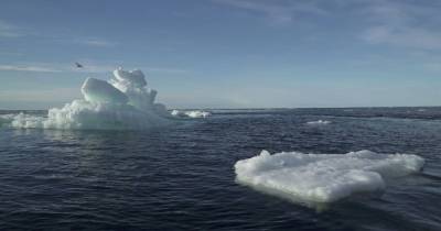 Последнее "ледяное пристанище" Арктики может скоро исчезнуть, - ученые