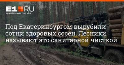 Под Екатеринбургом вырубили сотни здоровых сосен. Лесники называют это санитарной чисткой