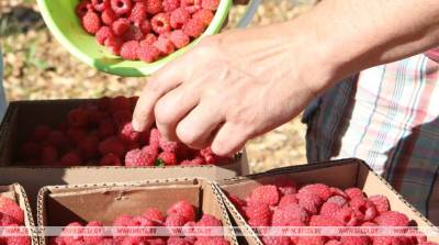 Белкоопсоюз планирует закупить в этом сезоне около 70 тыс. т плодов и ягод