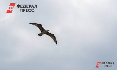 Аэропорт «Уфа» выплатит более 17 млн рублей за аварию с птицей