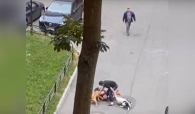 В Петербурге хозяин защитил собой собаку от напавших на нее стаффов без намордников