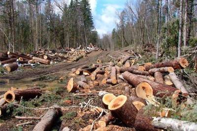 Жители Нерчинско-Заводского района незаконно спилили деревья на сумму более 1 млн рублей