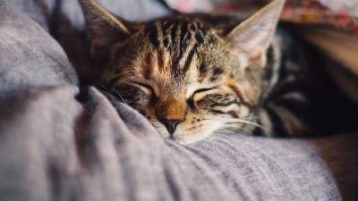 Кошки могут заразиться коронавирусом от человека