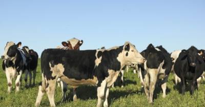 Рада вернула НДС 20% на живой скот, молоко, рожь, овес и сахарную свеклу