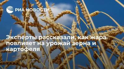Эксперты рассказали, что жара в центральной России не должна навредить урожаю зерна и картофеля
