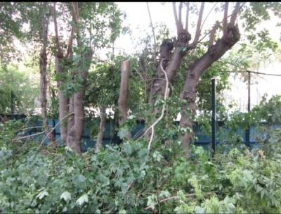 Во дворе в центре Челябинска варварски обрезали деревья без санкций мэрии