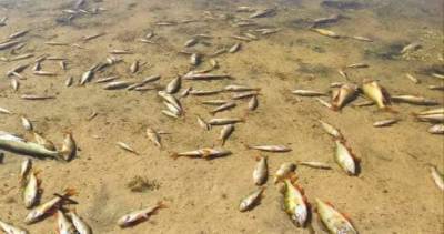 В одной из рек Луганщины зафиксировали массовый мор рыбы: лучше не купаться
