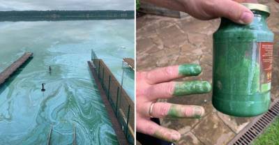 "Химические Мальдивы": Река Бердь под Новосибирском окрасилась в неестественный зелёный цвет из-за масляной жижи