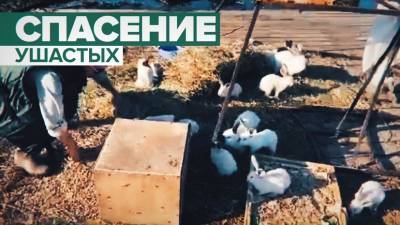 В Амурской области из-за подтопления соорудили плот для спасения кроликов