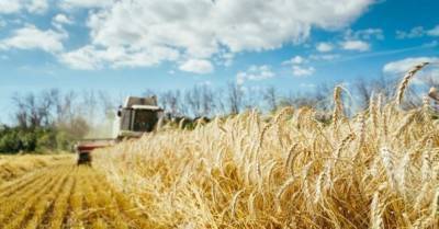 Украина производит в три раза больше зерна, чем способна потребить самостоятельно — УЗА