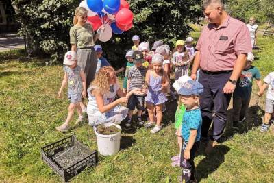 Более 20 ёлок высадили на территории псковского детского сада №41
