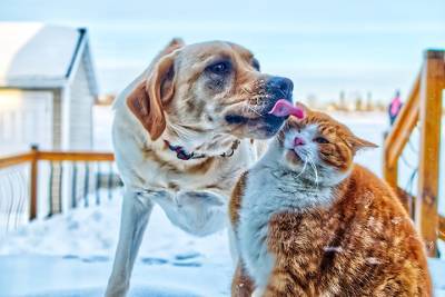 Канадские ученые узнали, что кошки и собаки могут заразиться COVID-19 от хозяев