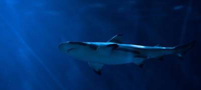 Выскочившая из воды акула откусила ногу мужчине на парашюте (ВИДЕО)