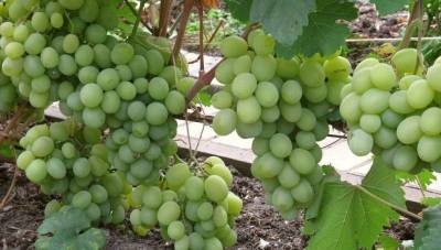 Описание сорта винограда Талисман и связанные с ним селекционные работы