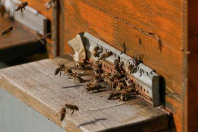 Жители Тверской области жалуются на разводящих пчел соседей