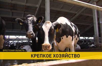 Как работает полесское сельхозпредприятие «Парохонское», где содержат самое большое в стране поголовье скота