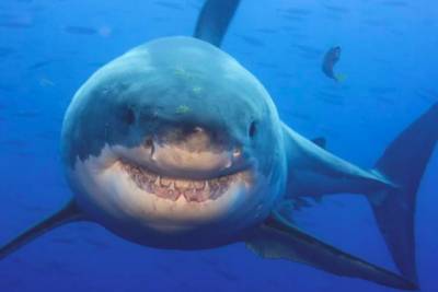 В Красном море акула выпрыгнула из воды и откусила пятку парапланеристу