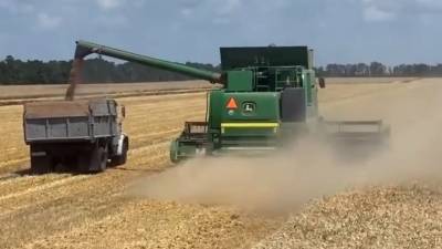 Видео из Сети. Полмиллиона тонн зерна нового урожая уже убрали на Ставрополье