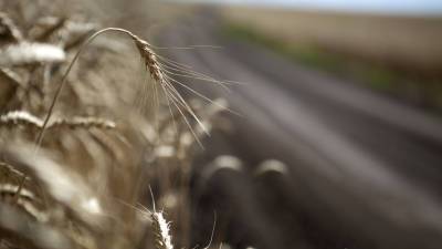 В Российском зерновом союзе оценили возможное влияние жары на урожай