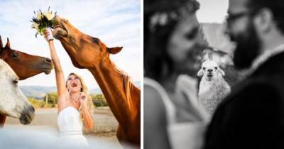 16 свадебных кадров, на которых фотогеничные животные отвлекли от молодожёнов всё внимание