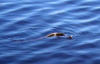 Уже есть жертва: популярный украинский курорт на Азовском море облюбовали змеи
