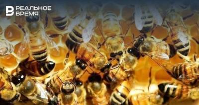 Жителей Подмосковья предупредили о появлении пьяных пчел