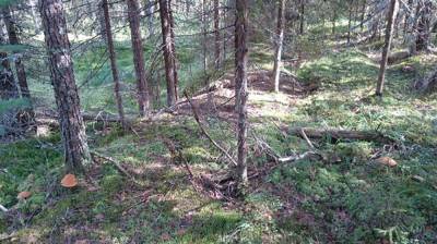 Комитет лесного хозяйства назвал признаки съедобных лисичек