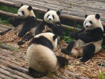 Власти Китая: большим пандам больше не грозит вымирание