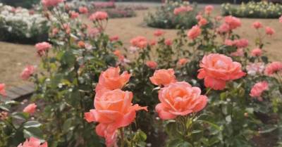 ФОТО. Как выглядят цветущие в садоводческой школе в Булдури розы