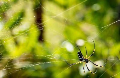 Какие секреты помогут защитить дом от пауков