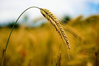 Украинский эксперт назвал «зерновое проклятие» причиной уменьшения населения в стране