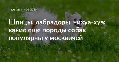 Шпицы, лабрадоры, чихуа-хуа: какие еще породы собак популярны у москвичей