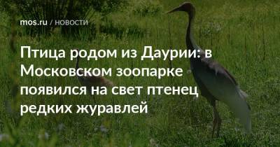 Птица родом из Даурии: в Московском зоопарке появился на свет птенец редких журавлей