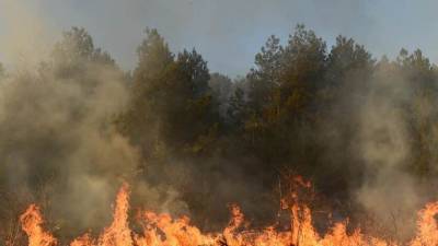 Площадь лесных пожаров в Челябинской области за сутки увеличилась втрое