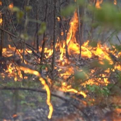 В результате природных пожаров в Челябинской области уничтожено 71 строение