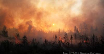 Огненная завеса: Почему в России опять горят леса