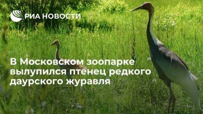 Птенец краснокнижного даурского журавля появился на свет в Московском зоопарке