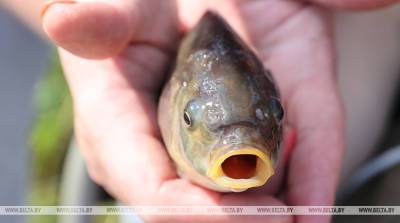 Мор рыбы произошел в реке Ола в Жлобинском районе