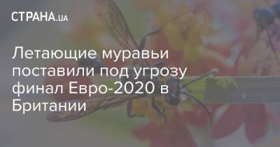 Летающие муравьи поставили под угрозу финал Евро-2020 в Британии