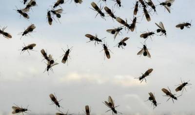 Рой летающий муравьев может атаковать лондонский стадион во время финала Евро-2020