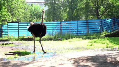 Видео из Сети. Обитатели Московского зоопарка спасаются от жары